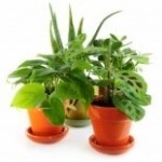 buy potted plants