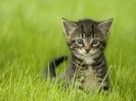 use kebab sticks to keep cats out of your garden